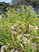 Potentilla Hookeriana (fam. Rosacees)(Am. du Nord)(01) (Photo F. Mrugala)